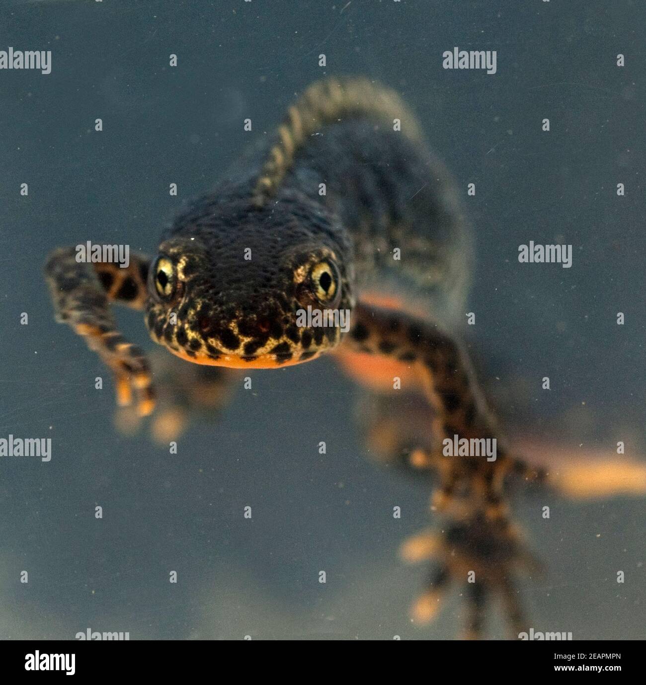 Bergmolch ichthyosaura alpestris maennlich wassertracht syn hi-res ...