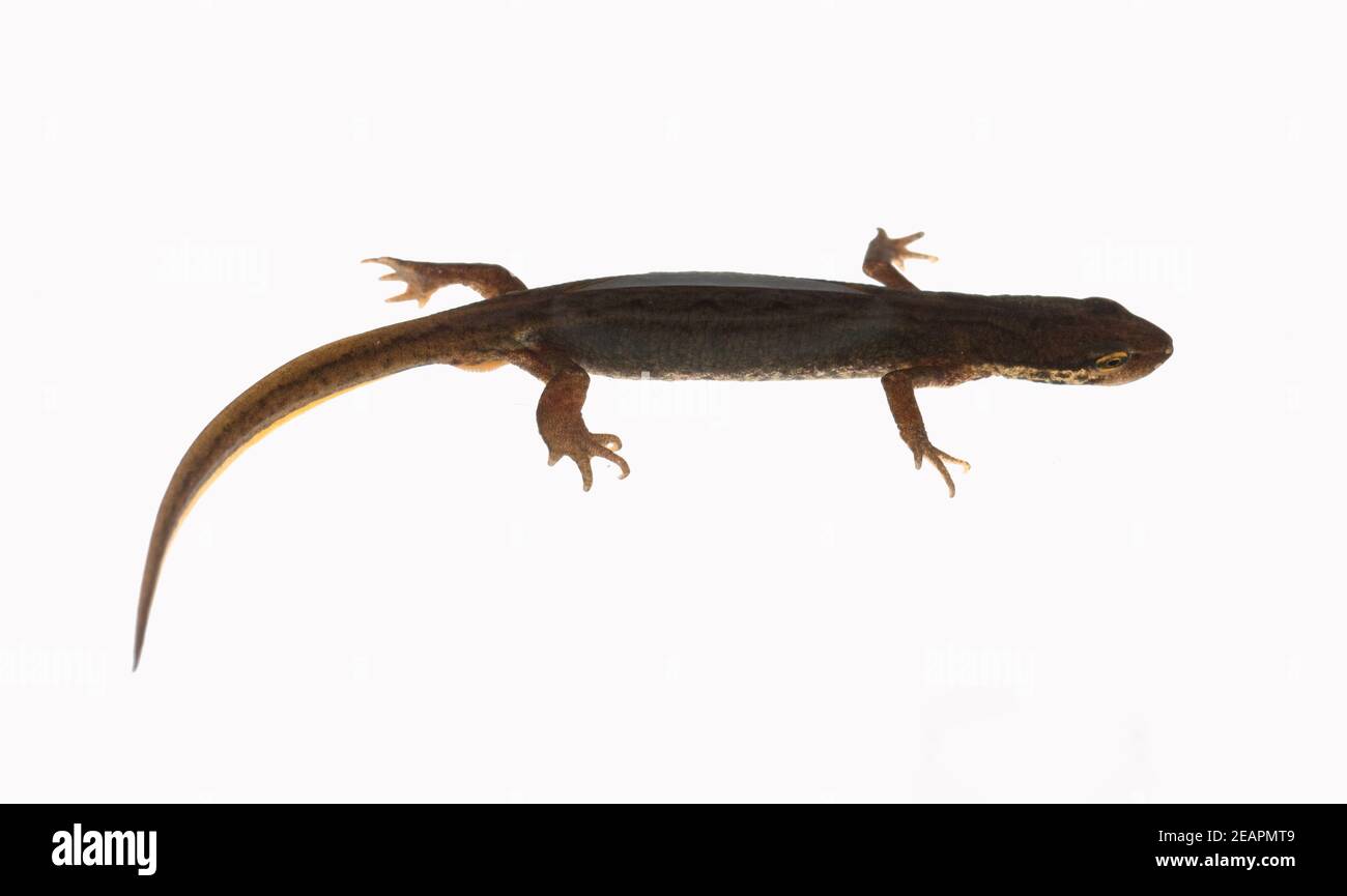 Bergmolch, Ichthyosaura alpestris Stock Photo - Alamy