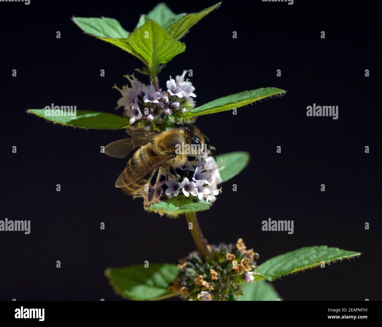 Biene  Apis, mellifera  Honigbiene  Insekt  Pfefferminze, Mentha piperita, Stock Photo