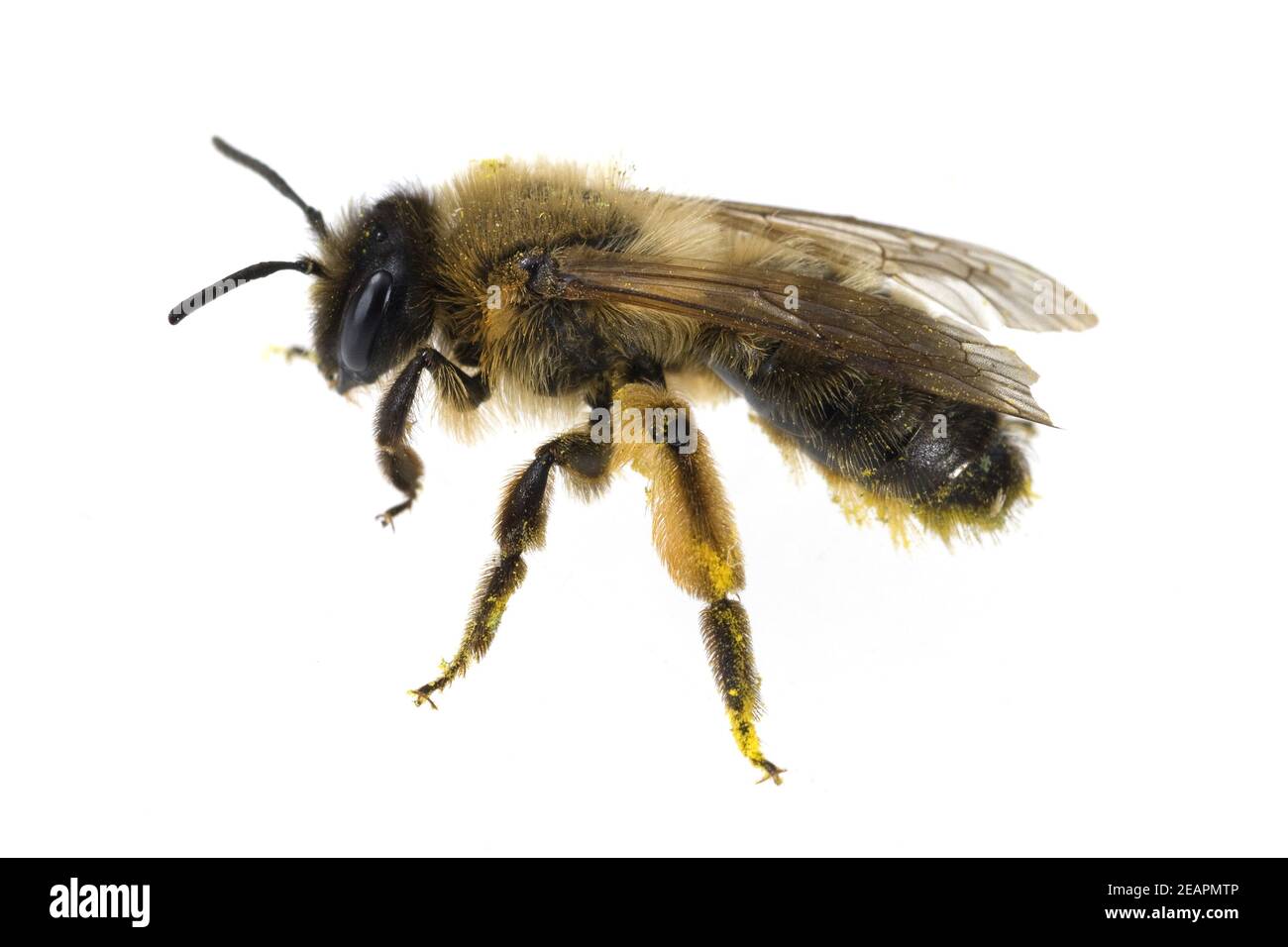 Biene, Pollen Stock Photo