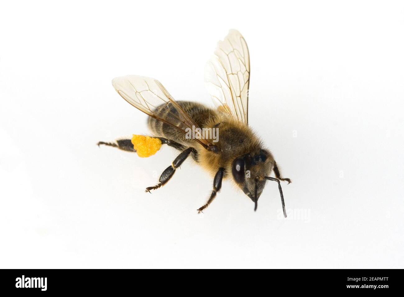 Biene  Pollenhoeschen Stock Photo