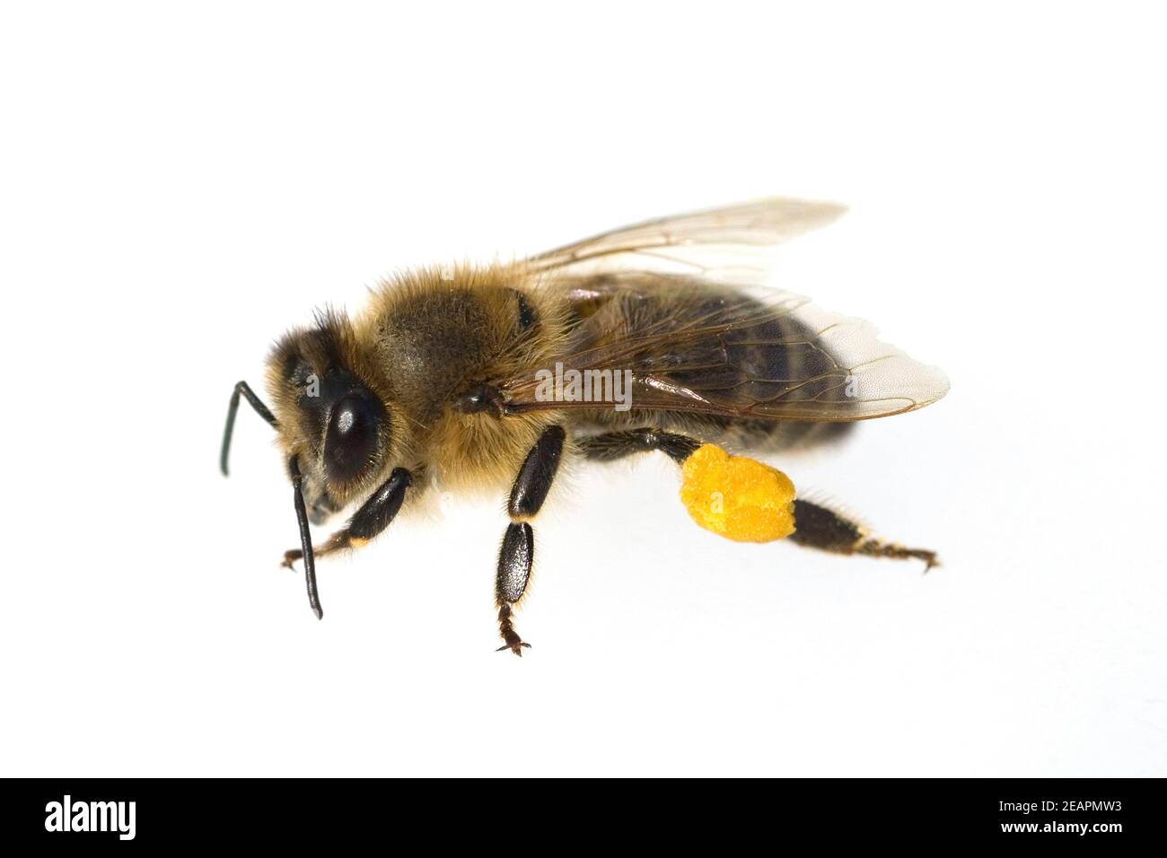 Biene  Pollenhoeschen Stock Photo