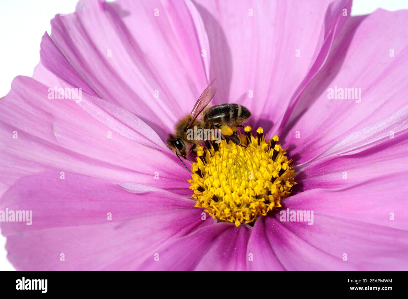 Biene  Pollenhoeschen  Apis  mellifera Stock Photo