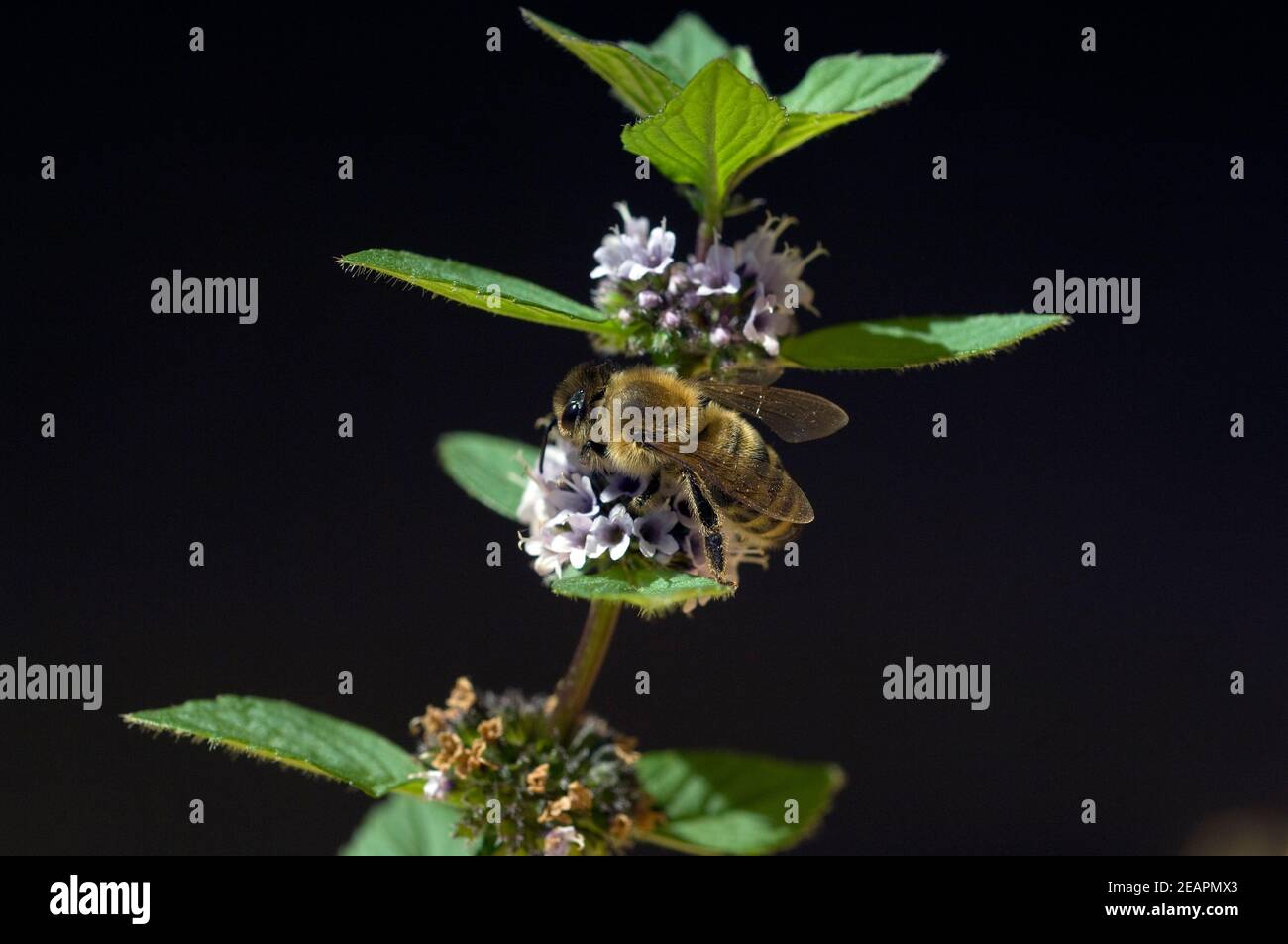 Biene  Apis, mellifera  Honigbiene  Insekt  Pfefferminze, Mentha piperita, Stock Photo