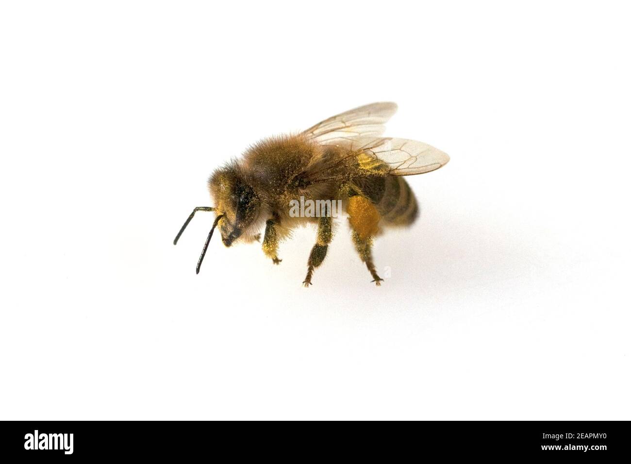 Biene  Pollenhoeschen  Apis Stock Photo