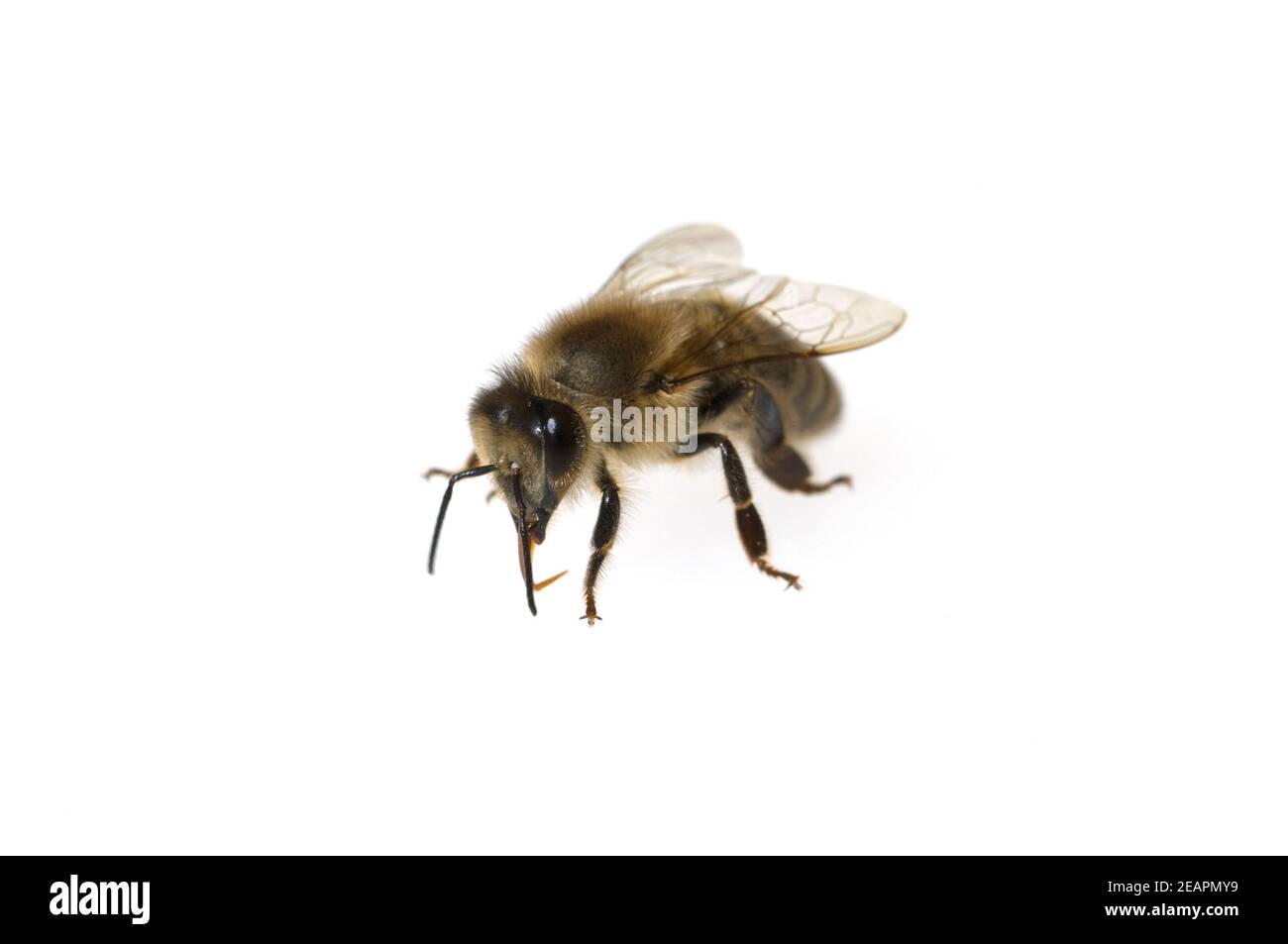 Biene, Apis mellifera  Honigbiene  Insekt Stock Photo