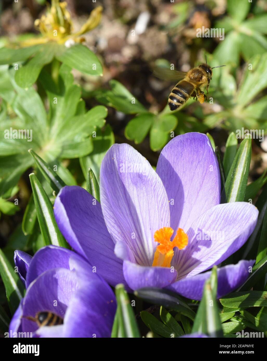 Biene, Pollenhoeschen, Apis, mellifera Stock Photo
