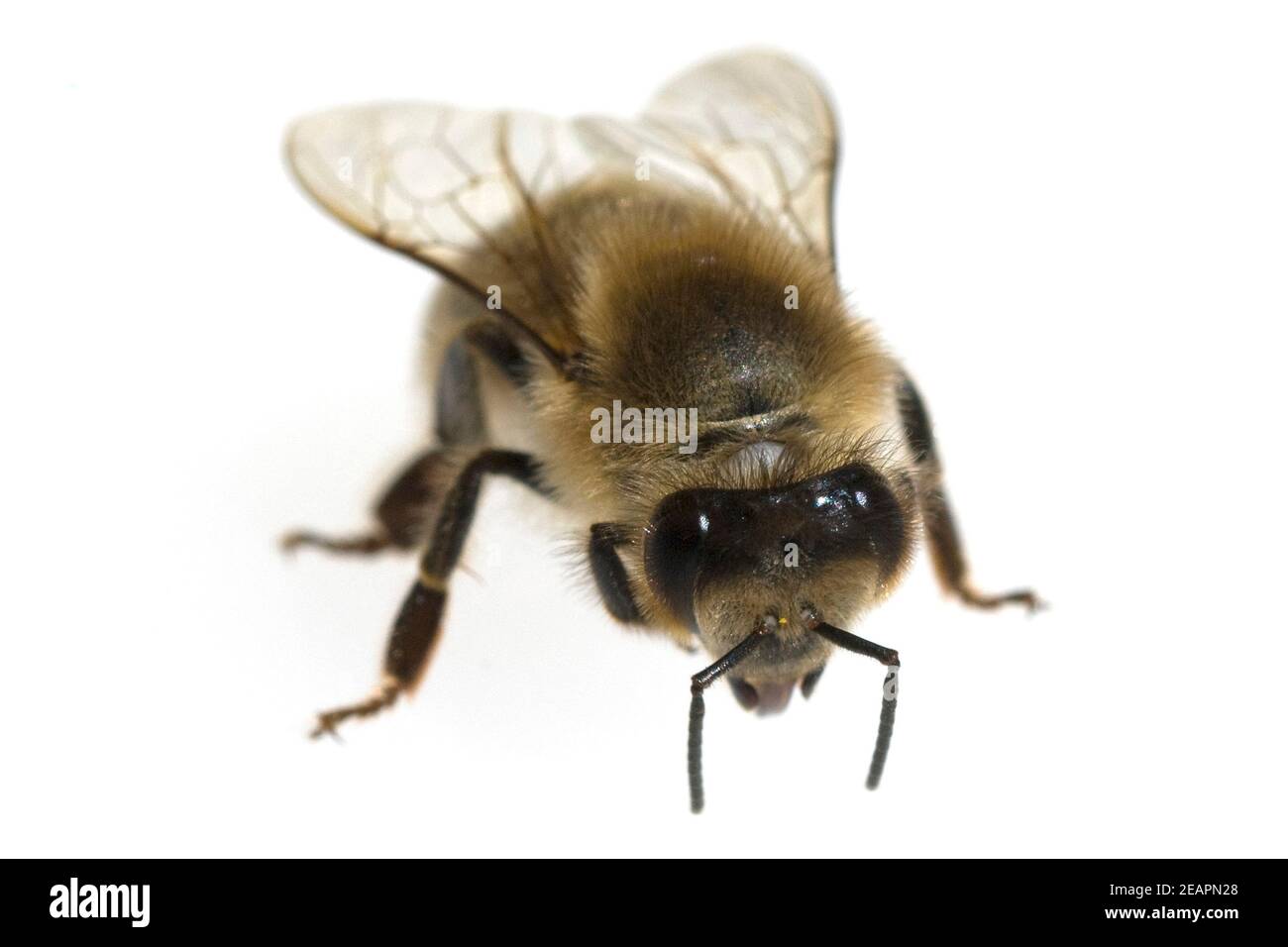 Biene, Apis mellifera  Honigbiene  Insekt Stock Photo