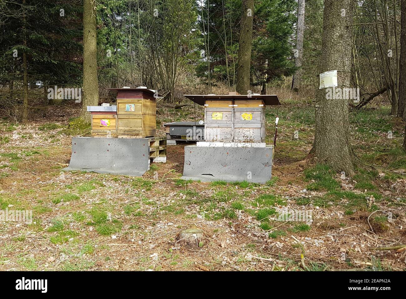 Bienen, Bienenstock, Apis  mellifera Stock Photo