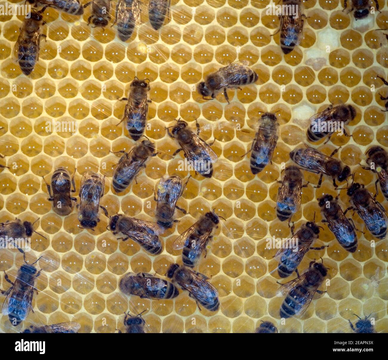 Biene  Apis mellifera  Honigbiene Stock Photo