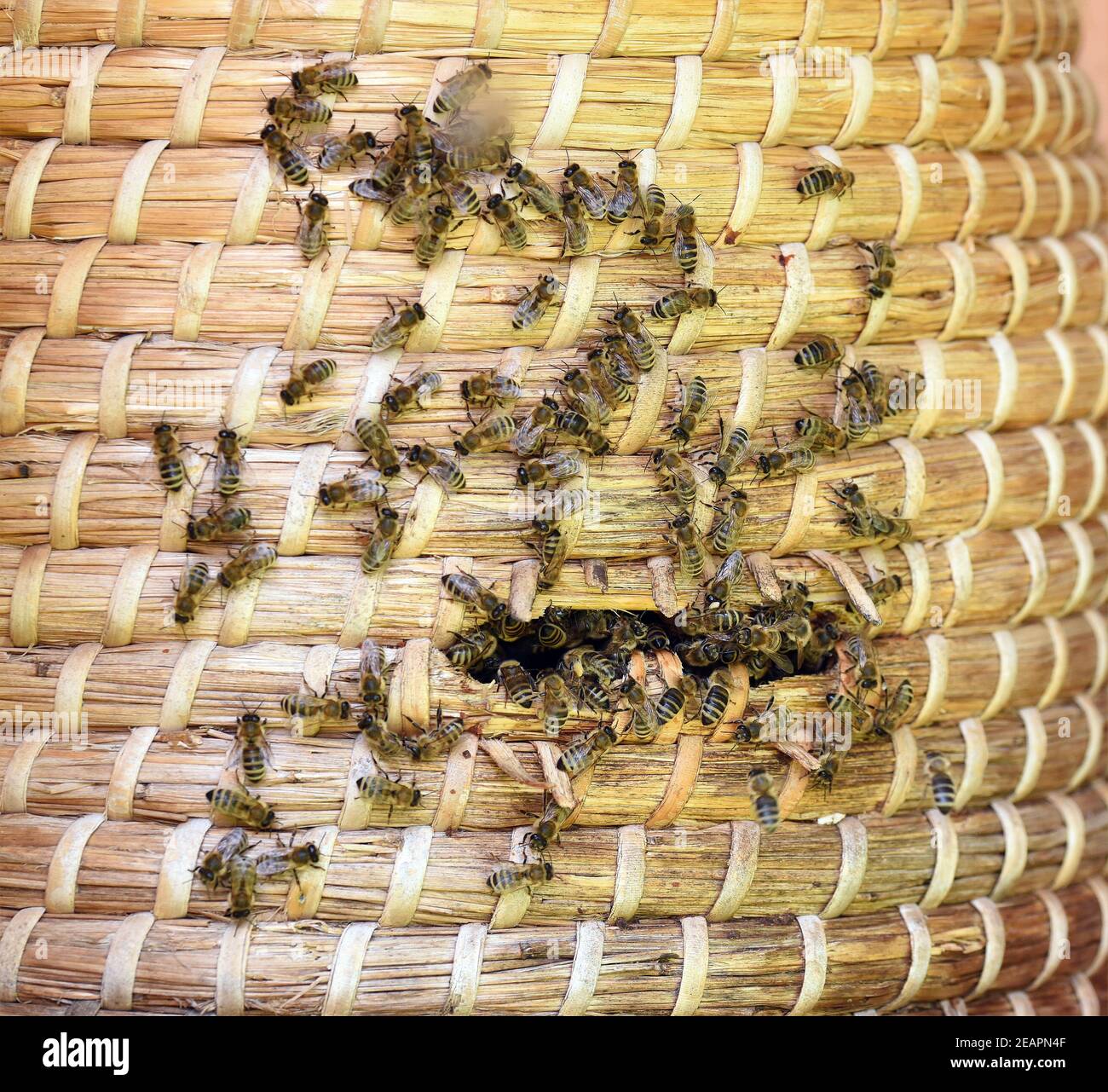 Bienenkorb Bienenstock Bienen Stock Photo Alamy Bienenkorb Bienenstock Bienen Stock Photo Alamy