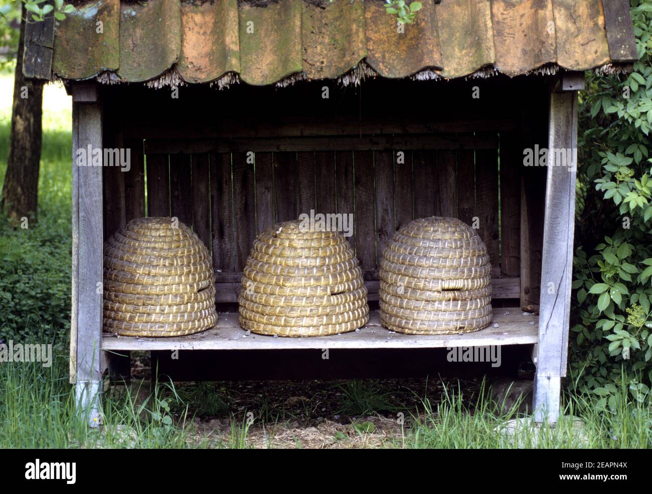 Bienenkoerbe Stock Photo