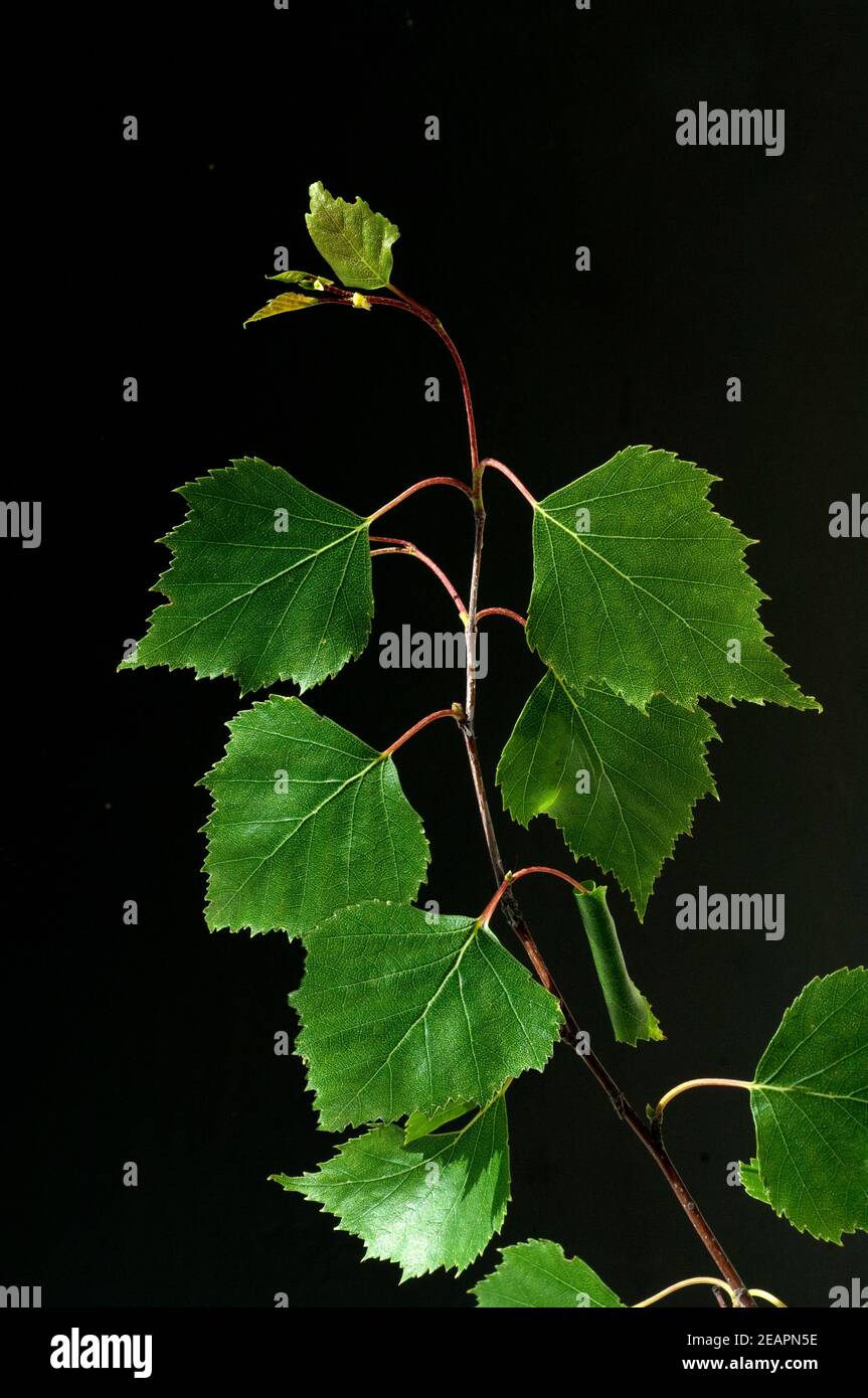 Birkenblaetter vom Birkenbaum, Lateinischer Name betula, Stock Photo