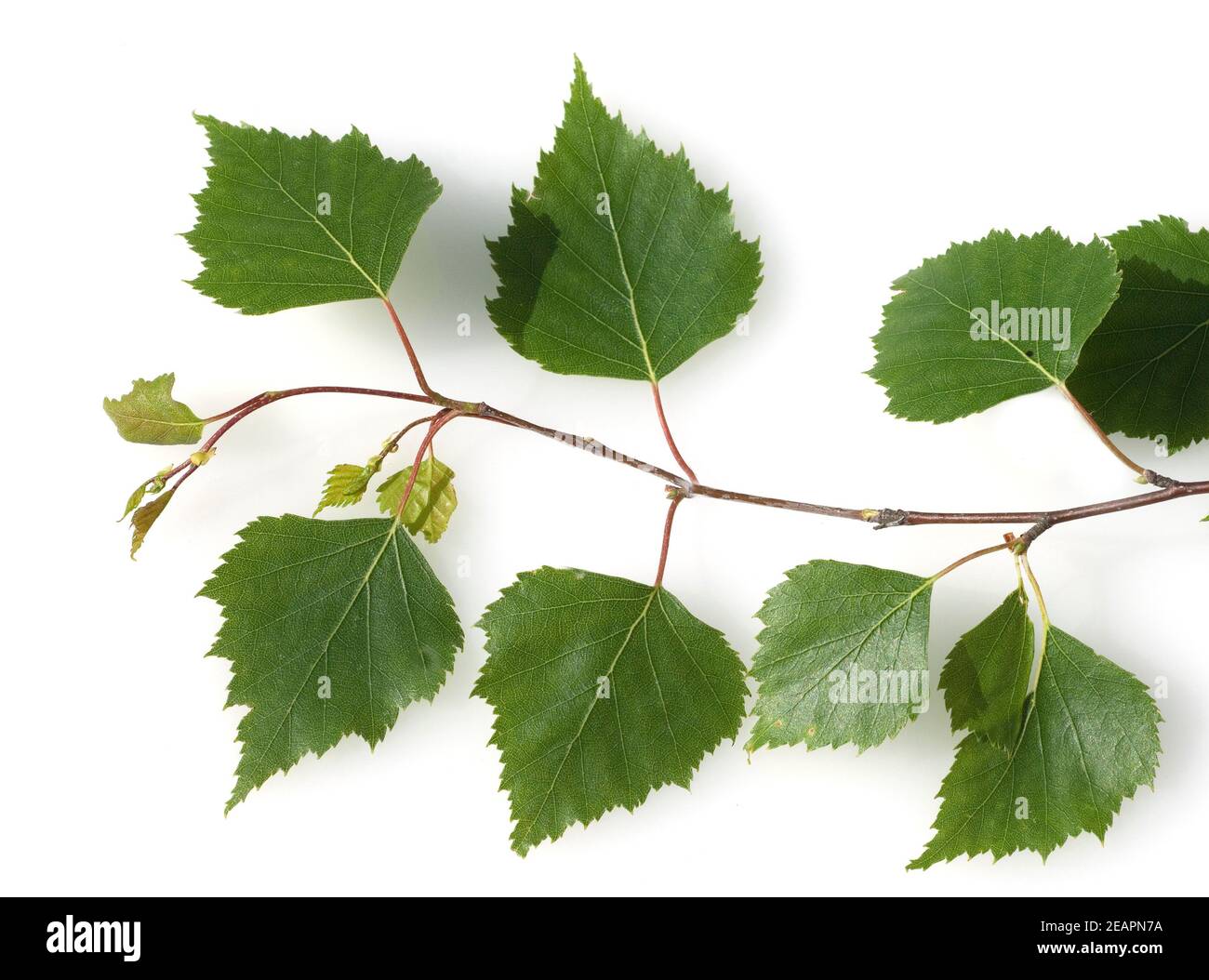 Birkenblaetter vom Birkenbaum, Lateinischer Name betula, Stock Photo