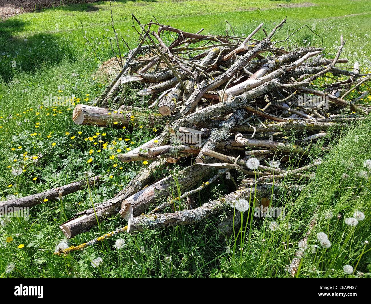 Biotop, Holzhaufen Stock Photo