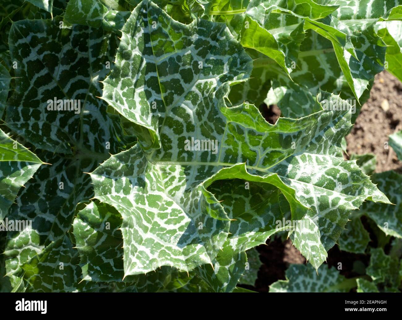 Mariendistel, Silybum marianum Stock Photo