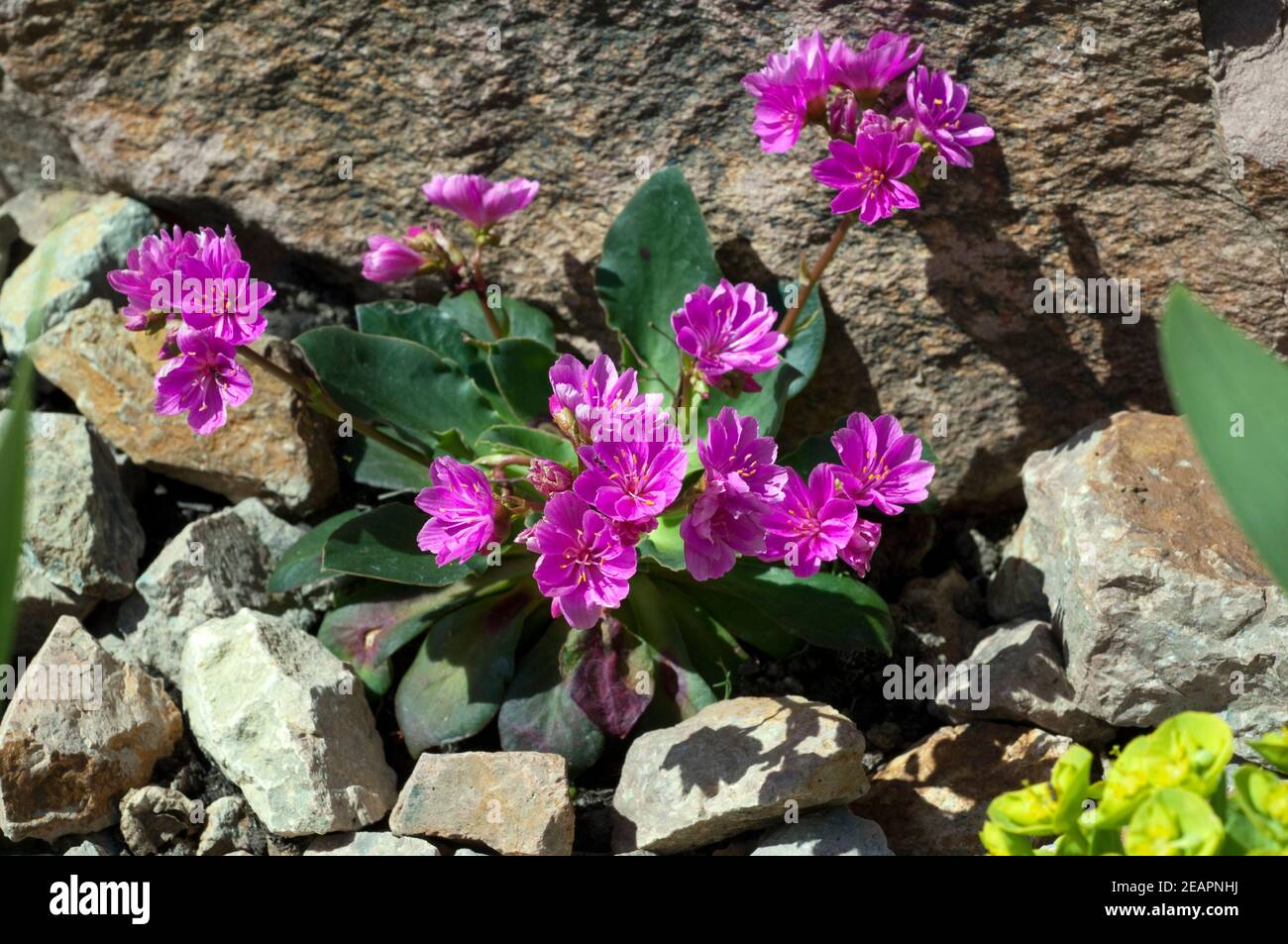 Bitterwurz, Lewisia, Cotyledon Stock Photo