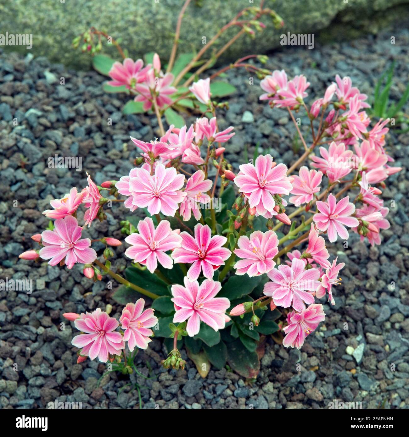 Bitterwurz, Lewisia cotyledon Stock Photo