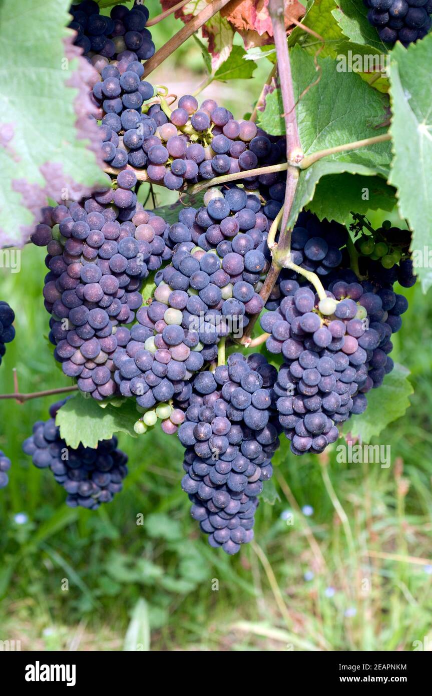 Blauer Spaetburgunder, Pinot noir Stock Photo