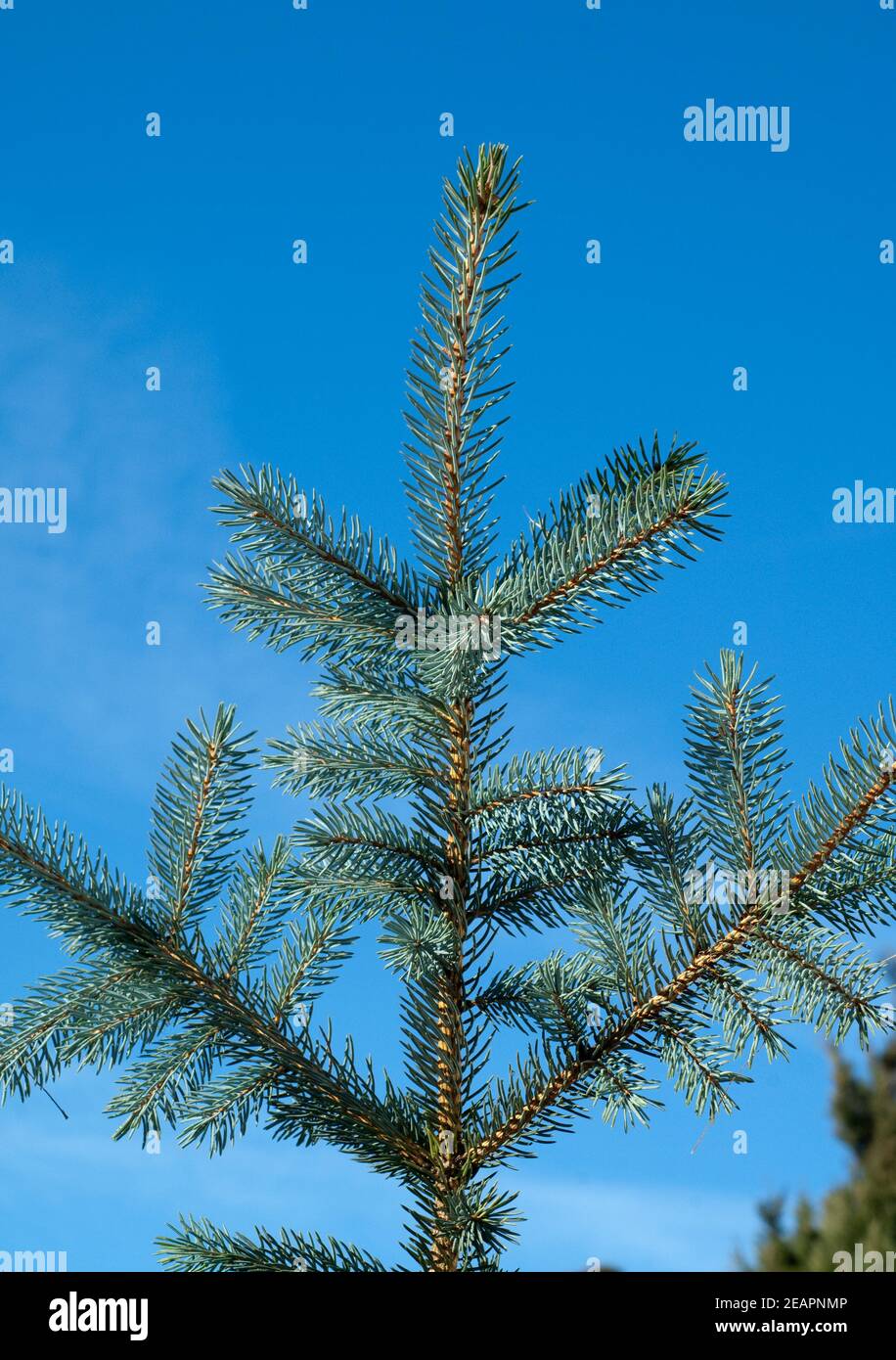 Blaufichte, Fichte, Picea, pungens, S Stock Photo