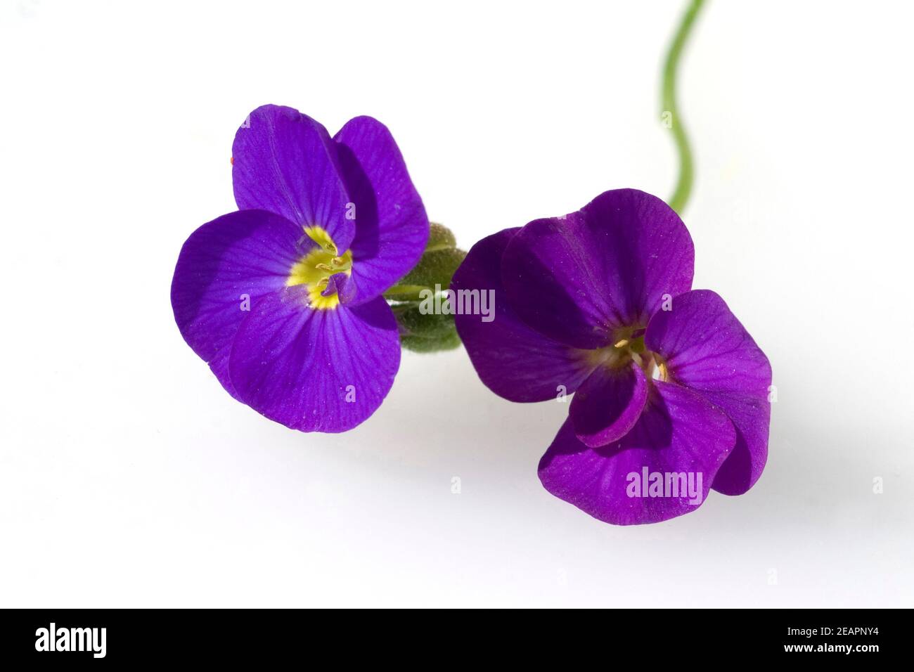 Blaukissen; Aubrieta; Stock Photo