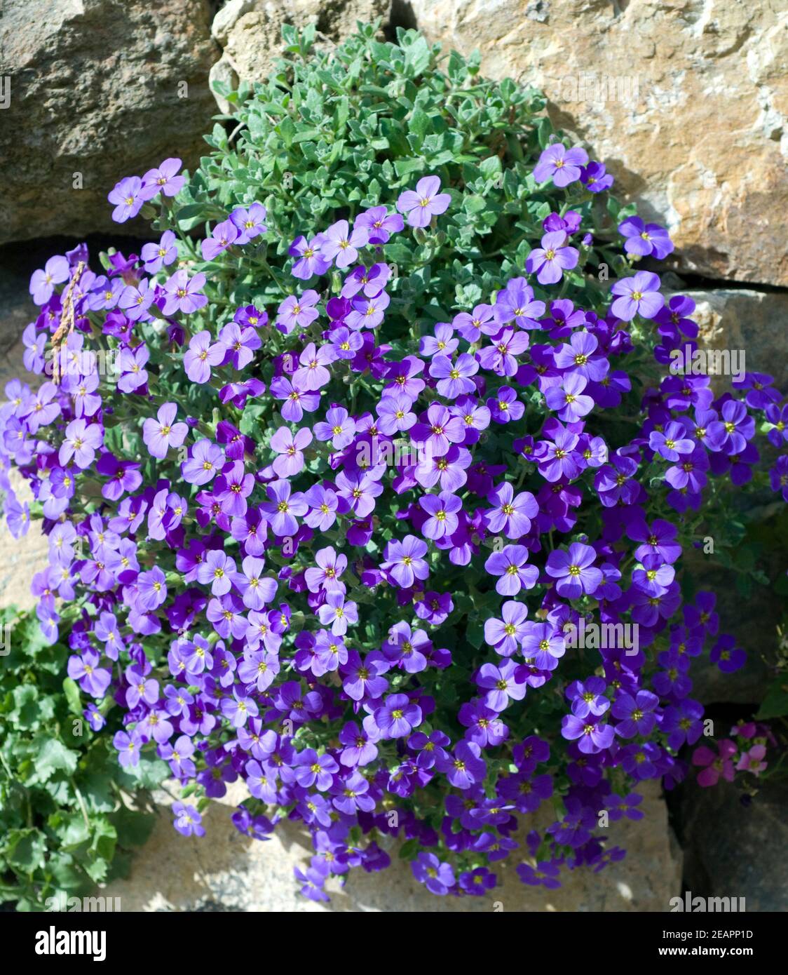 Aubrieta hybride hi-res stock photography and images - Alamy