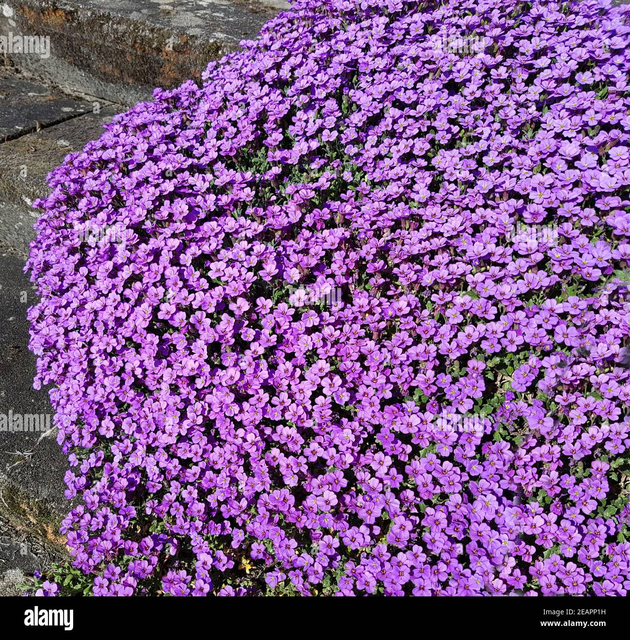 Blaukissen  Aubrieta Stock Photo