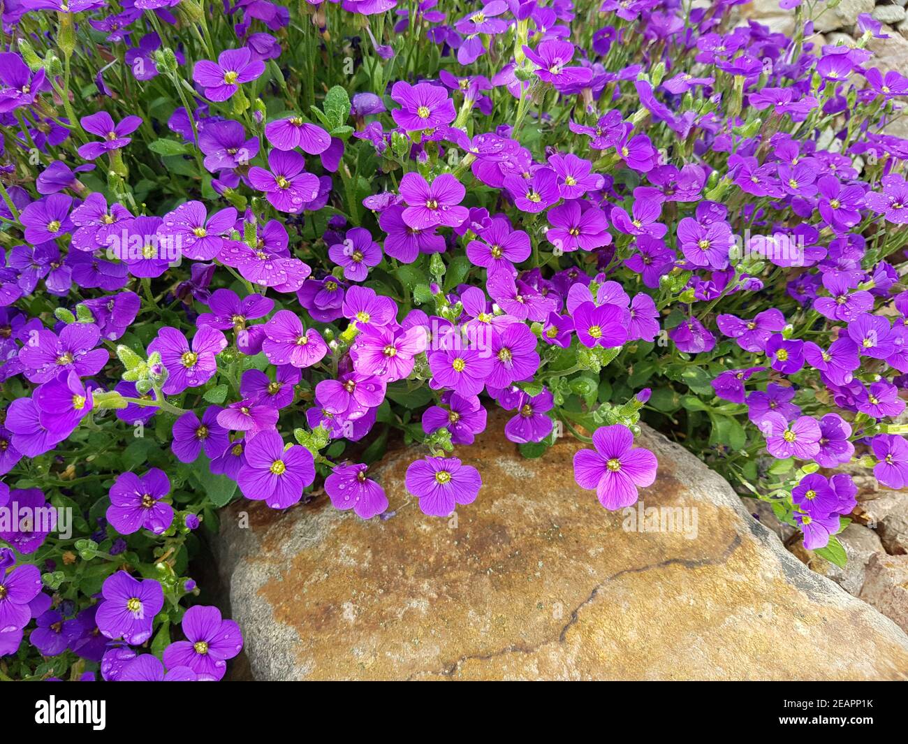 Blaukissen, Aubrieta, Steingarten Stock Photo