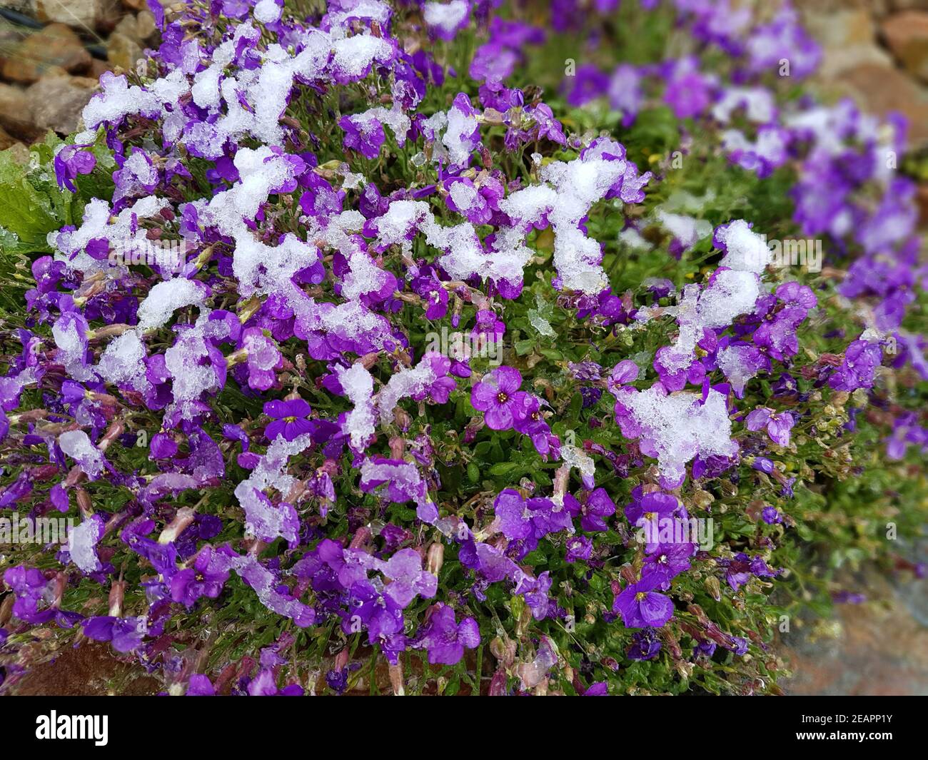 Blaukissen  Aubrieta  Steingarten  Trockenmauer Stock Photo