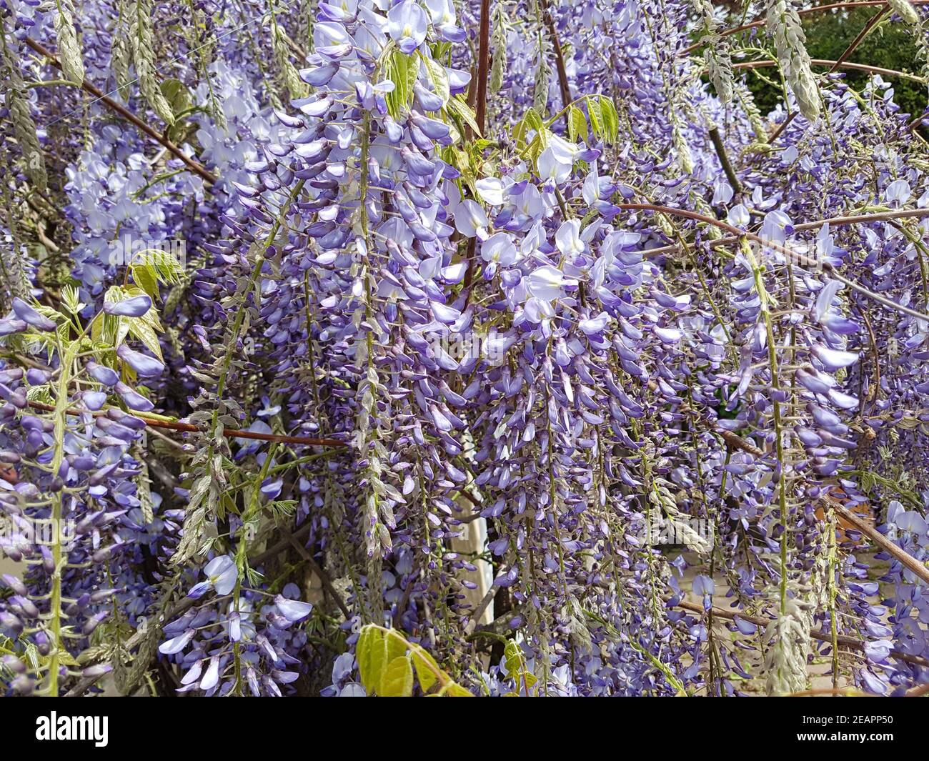 Blauregen Wisteria, sinensis Chinesischer Glyzine Stock Photo Alamy