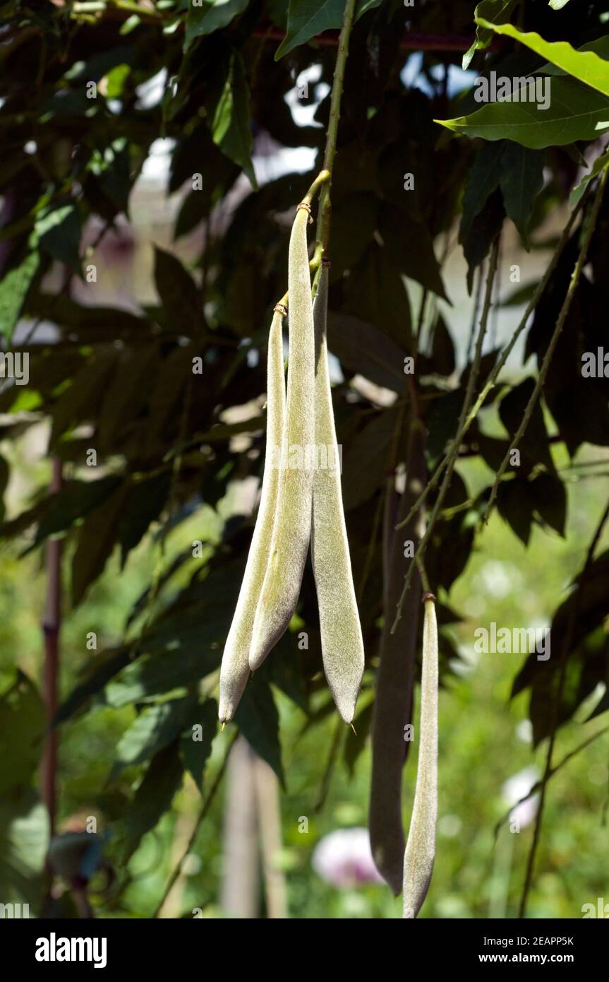 Blauregen Wisteria sinensis, Schoten Stock Photo Alamy