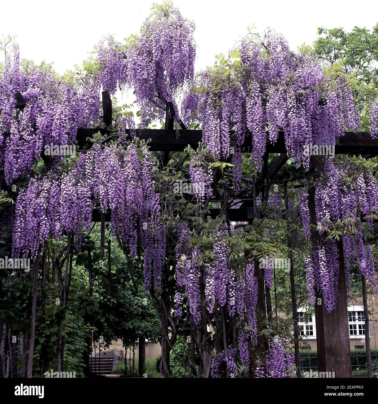 Blauregen, Wisteria sinensis Stock Photo Alamy