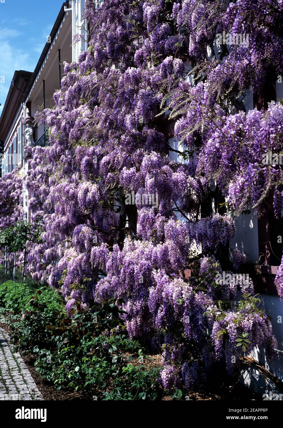 Blauregen wisteria sinensis hi-res stock photography and images - Alamy