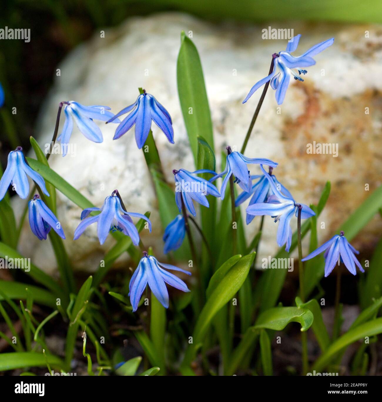 Blaustern  Scilla sibirica Stock Photo