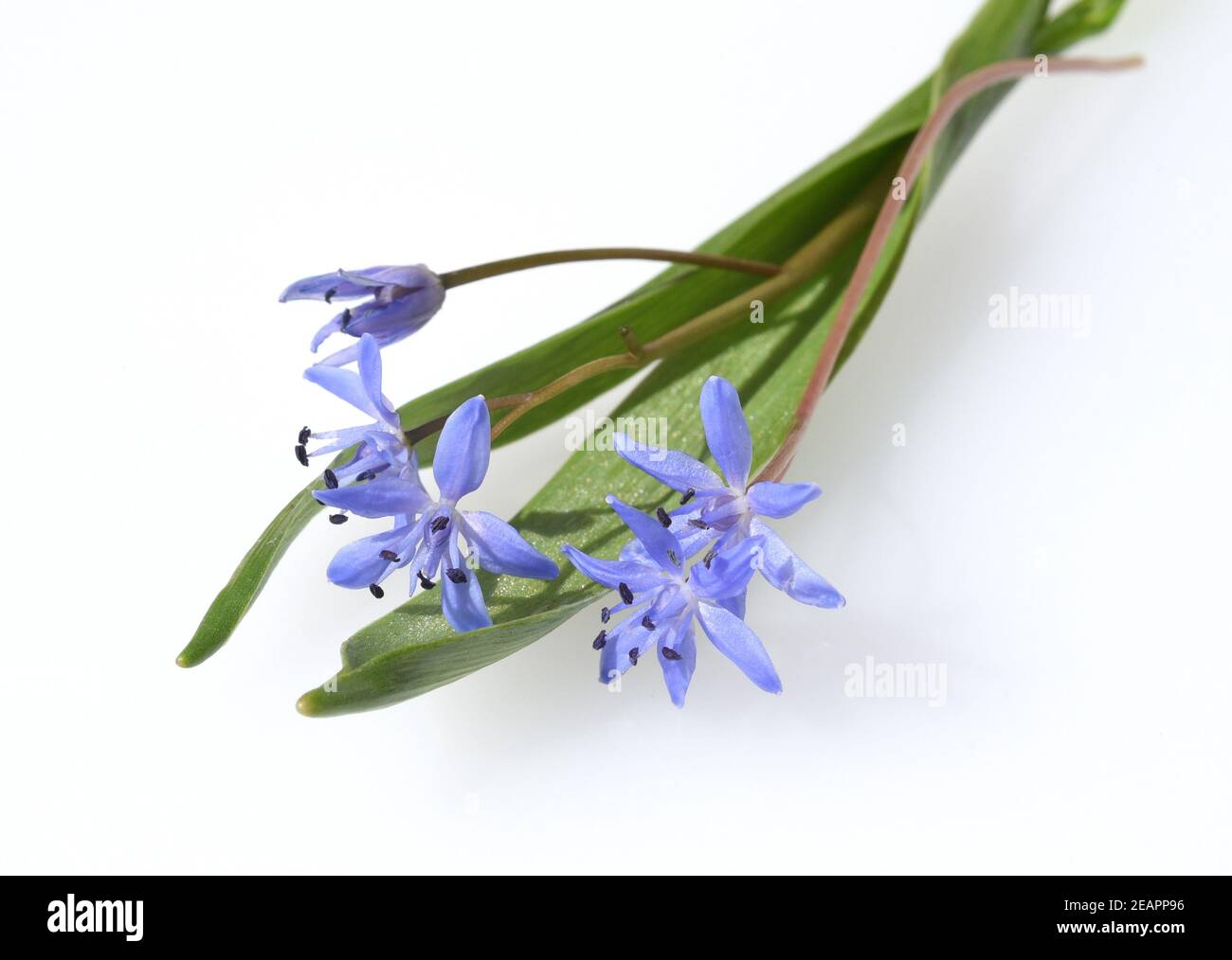 Blaustern, Scilla, bifolia Stock Photo