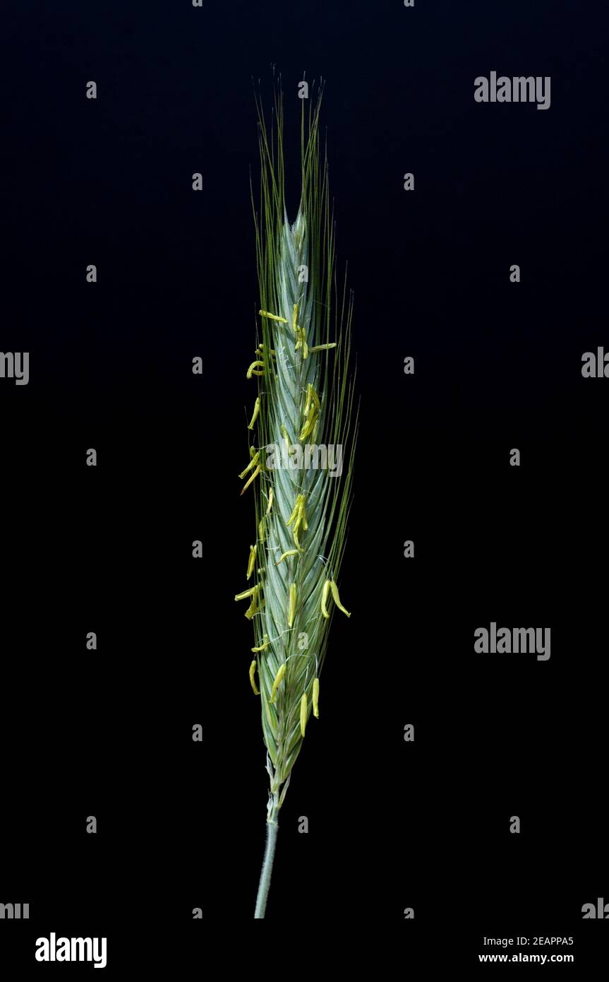 Bluehende Roggenaehre Stock Photo