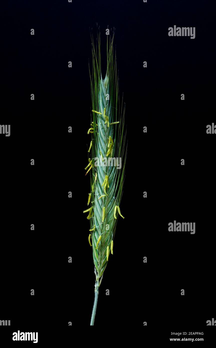 Bluehende Roggenaehre Stock Photo