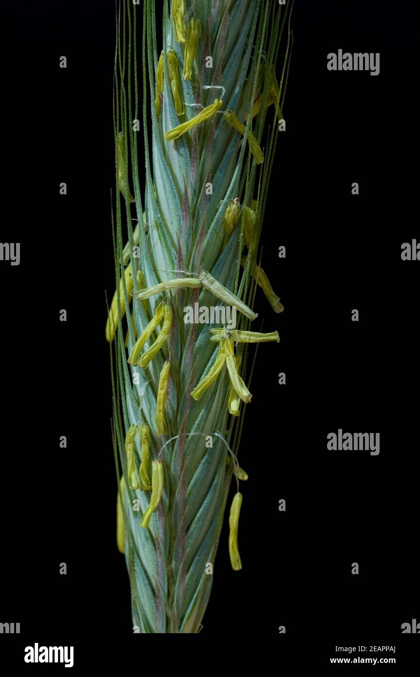 Bluehende Roggenaehre Stock Photo