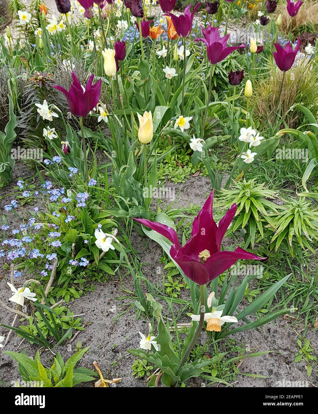 Tulpenbluete, Tulpe Stock Photo