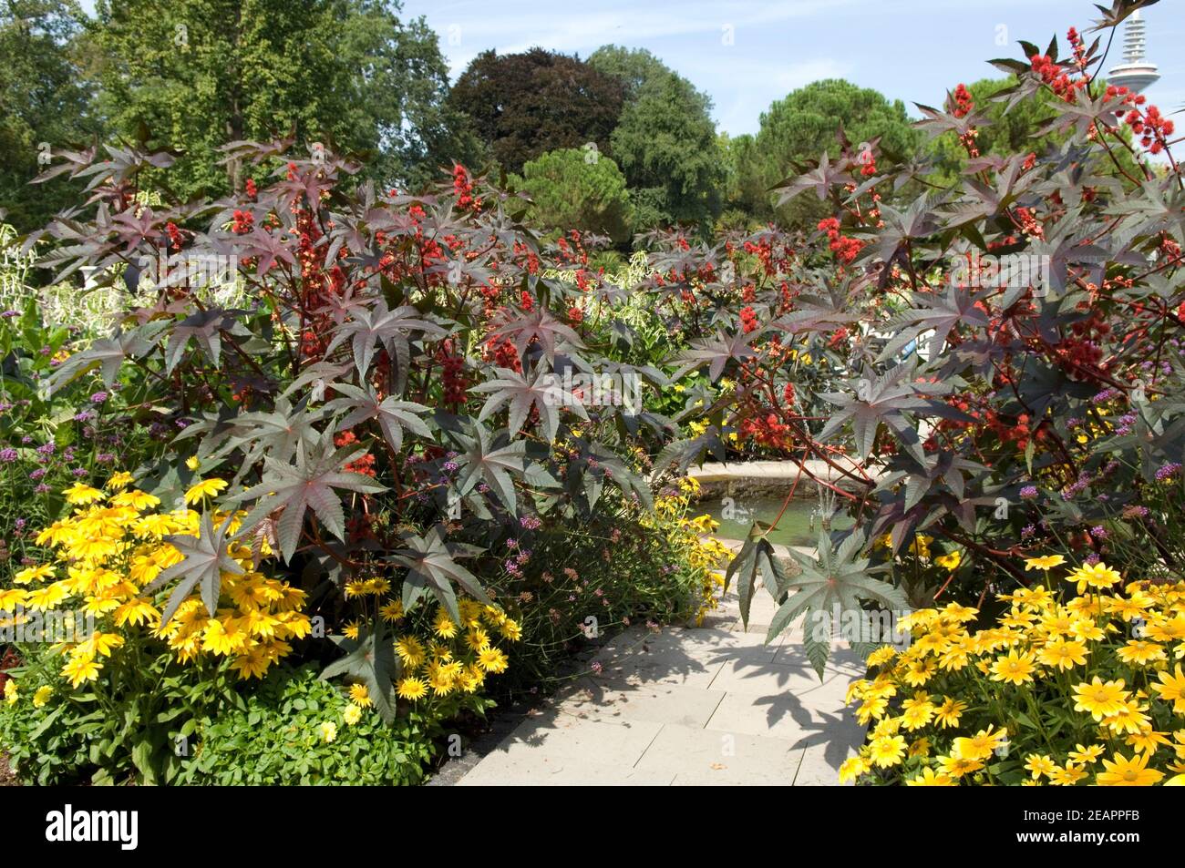 Rizinus strauch hi-res stock photography and images - Alamy