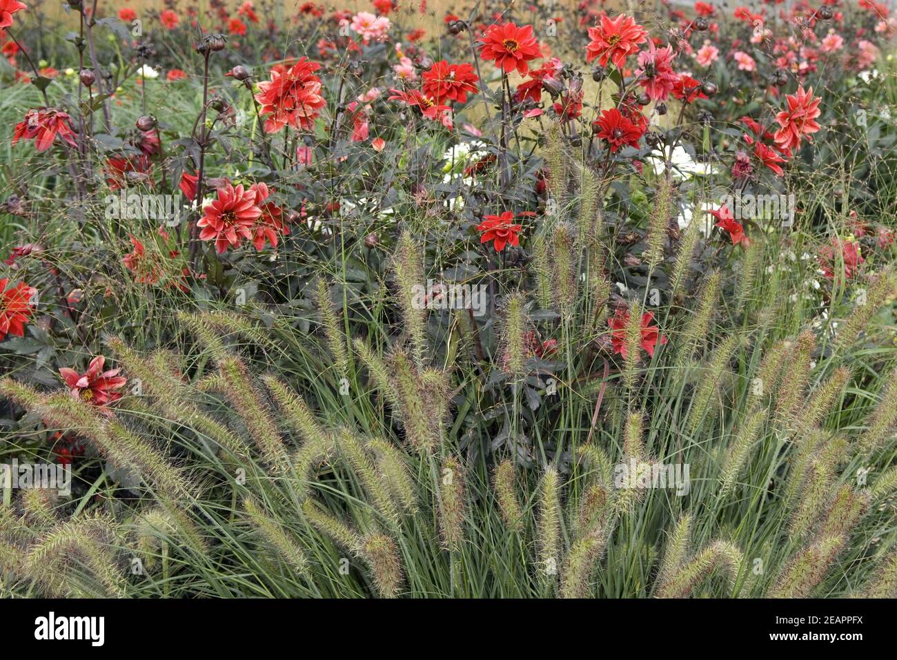 Blumenbeet  Dahlie, Gras Stock Photo
