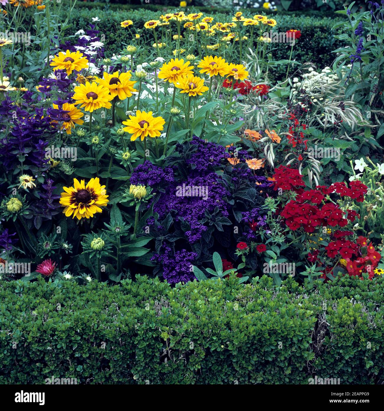 Blumenbeet, Sommerblumen Stock Photo