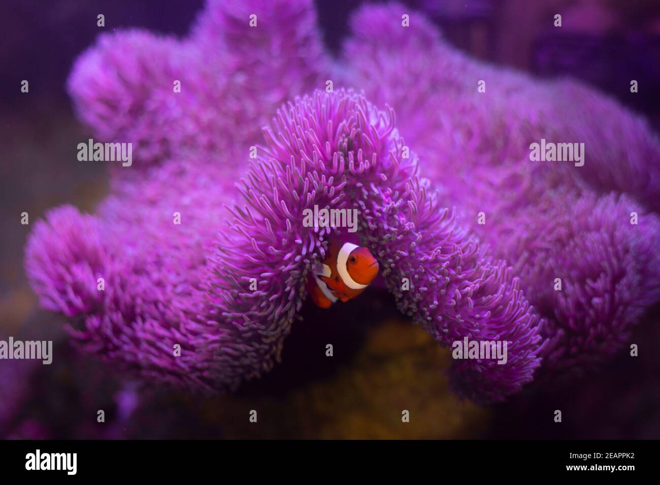 Anemone fish with anemone,Sea anemone and clown fish in marine aquarium ...