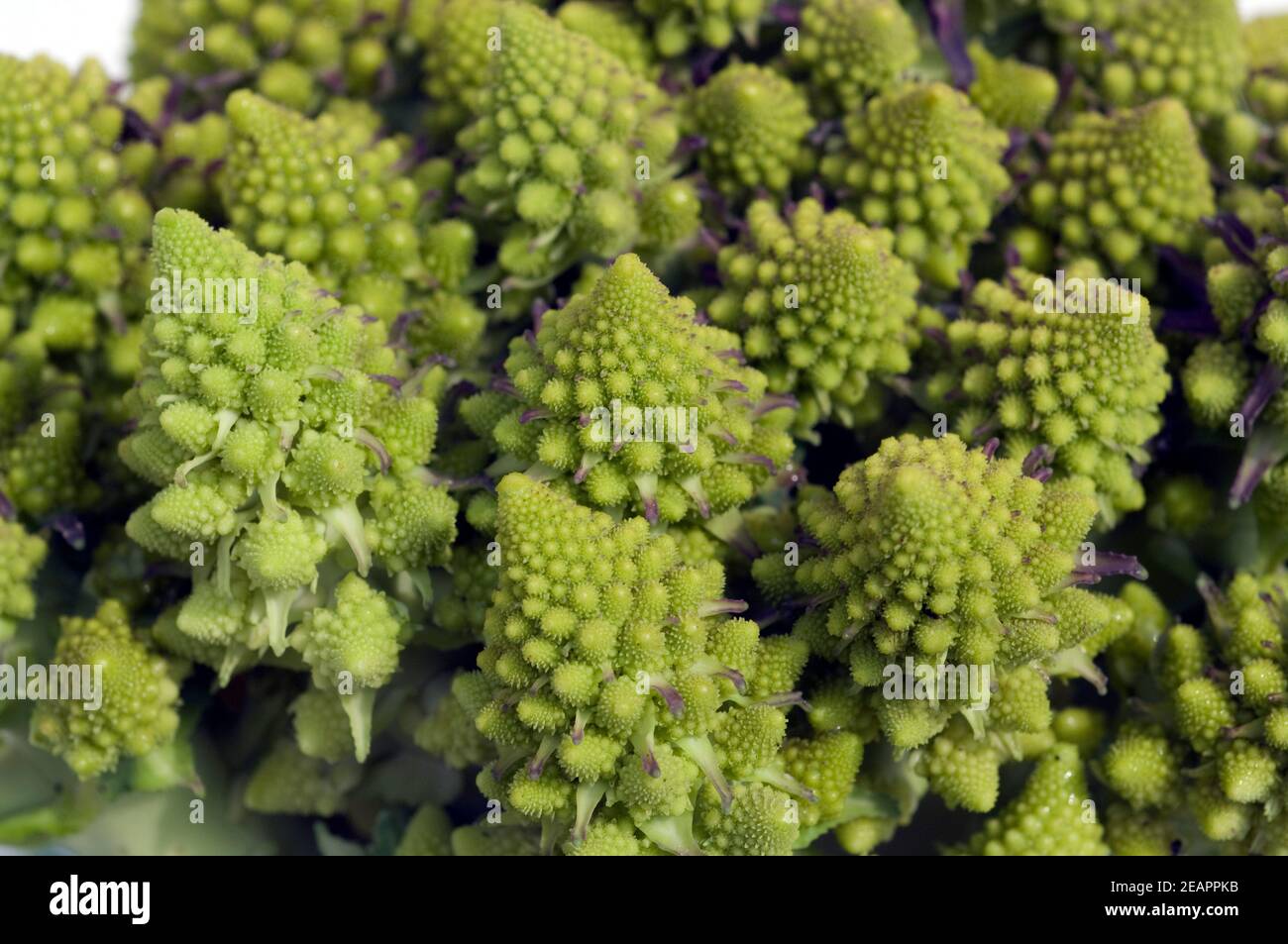Blumenkohl, Minaret, Brassica oleracea botrytis Stock Photo