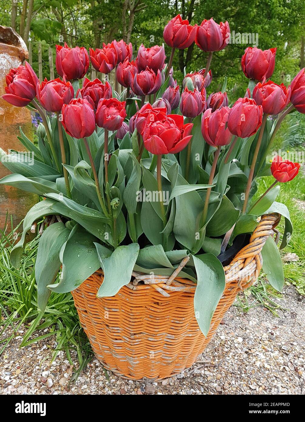 Tulipa Red Princess, Tulpenbluete Stock Photo