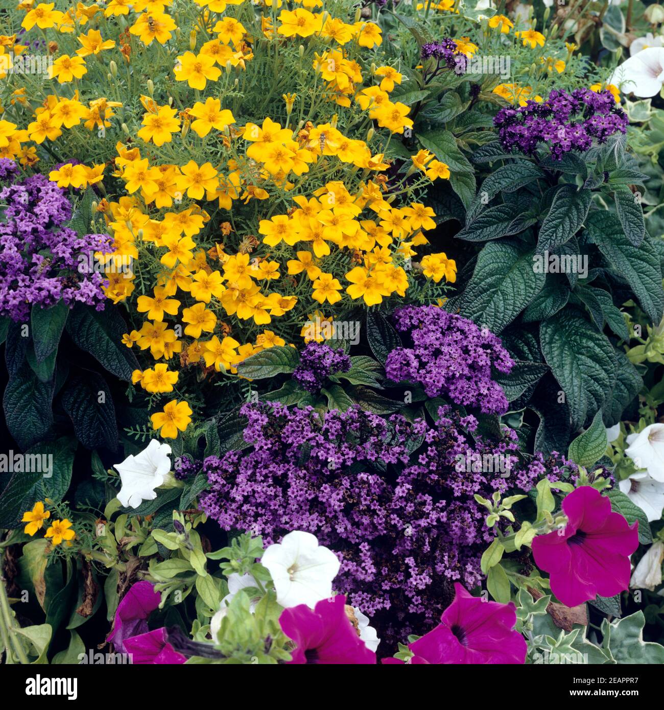 Blumenkuebel, Balkonblumen, Sommerblumen Stock Photo