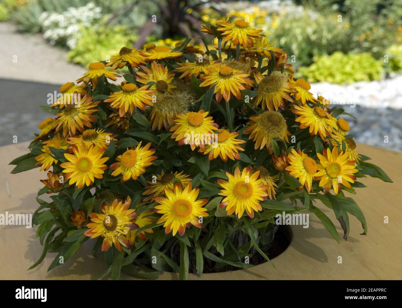 Blumenkuebel, Tischdekoration, Strohblumen Stock Photo