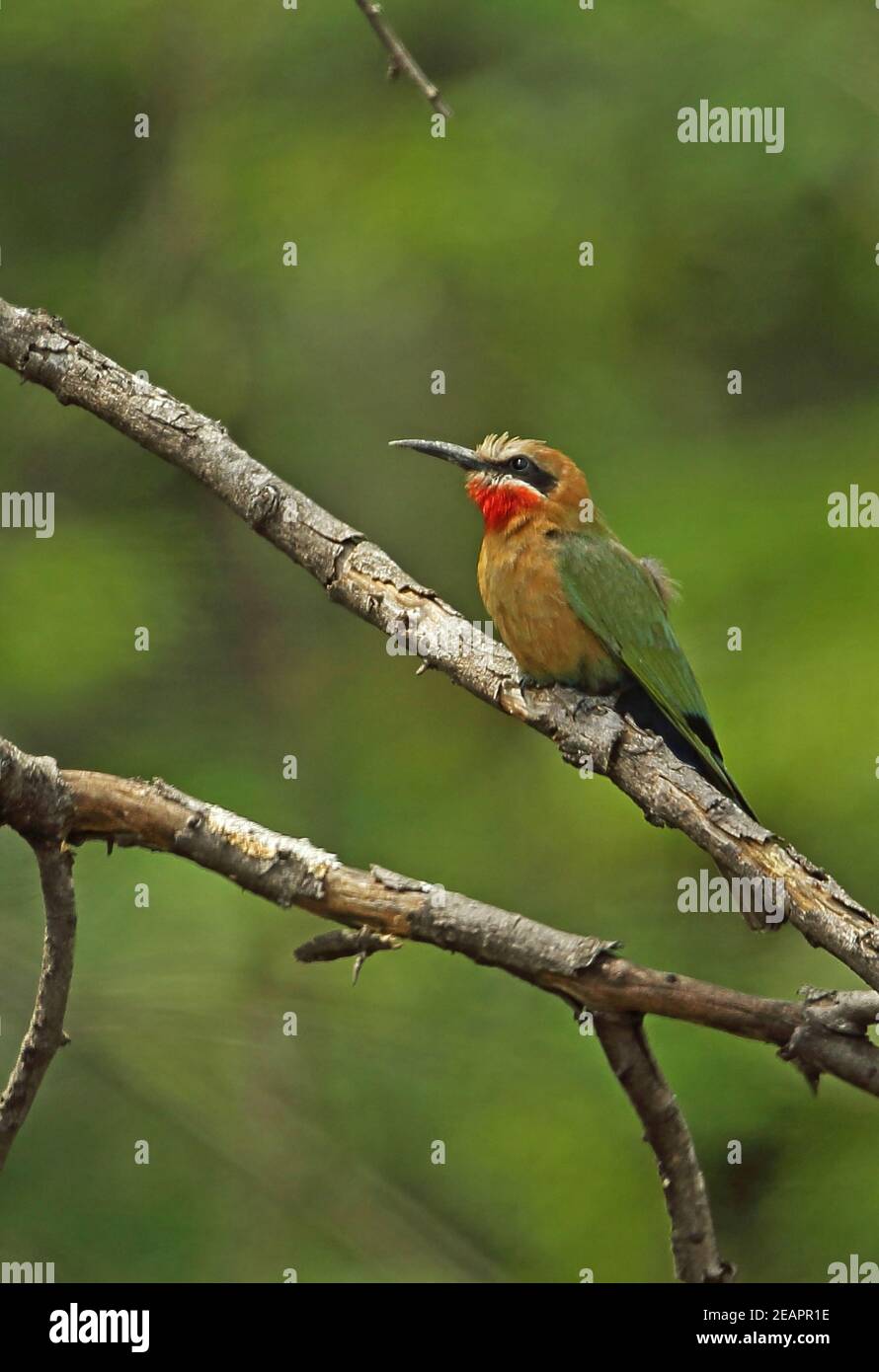 White-fronted Bee-eater (Merops bullockoides) adult perched on dead branch Kruger NP, South Africa          November Stock Photo