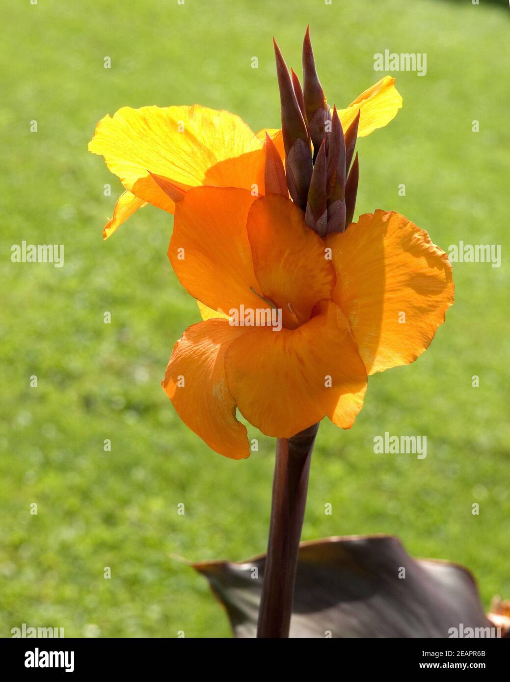 Blumenrohr  Canna indica Hybride Stock Photo