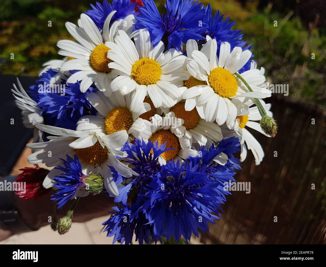 Kornblume  Centaurea  cyanus, Strauss Stock Photo